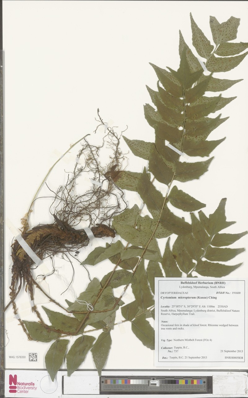 Cyrtomium micropterum