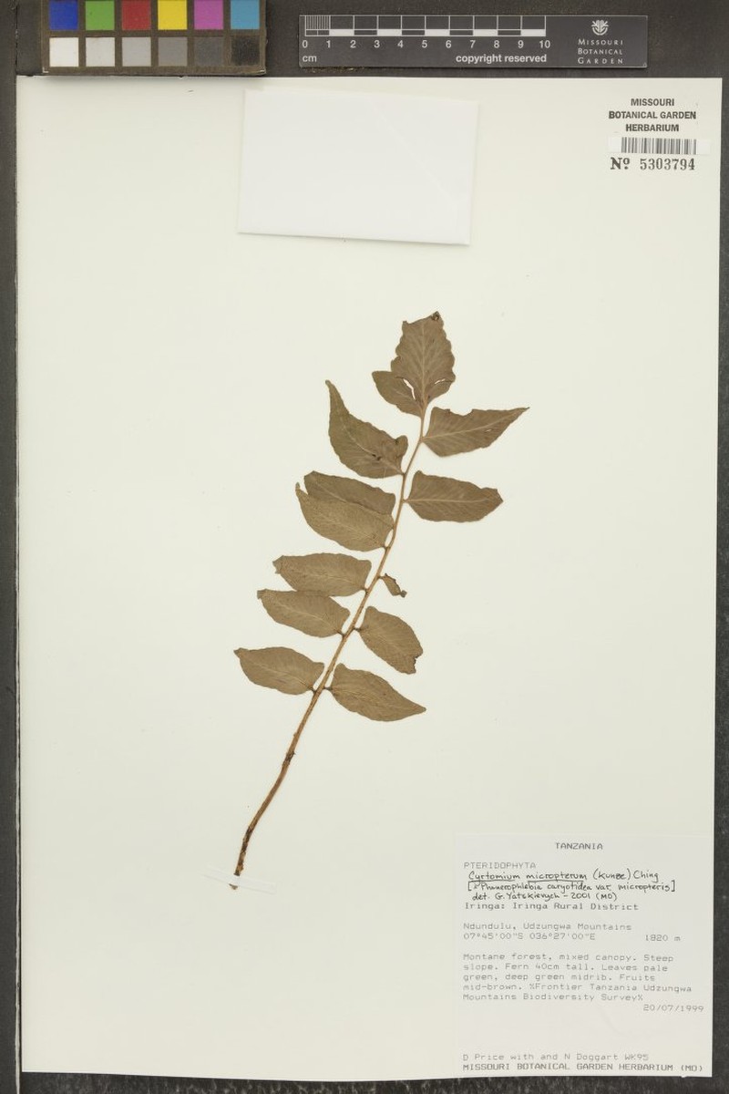 Cyrtomium micropterum photo 2