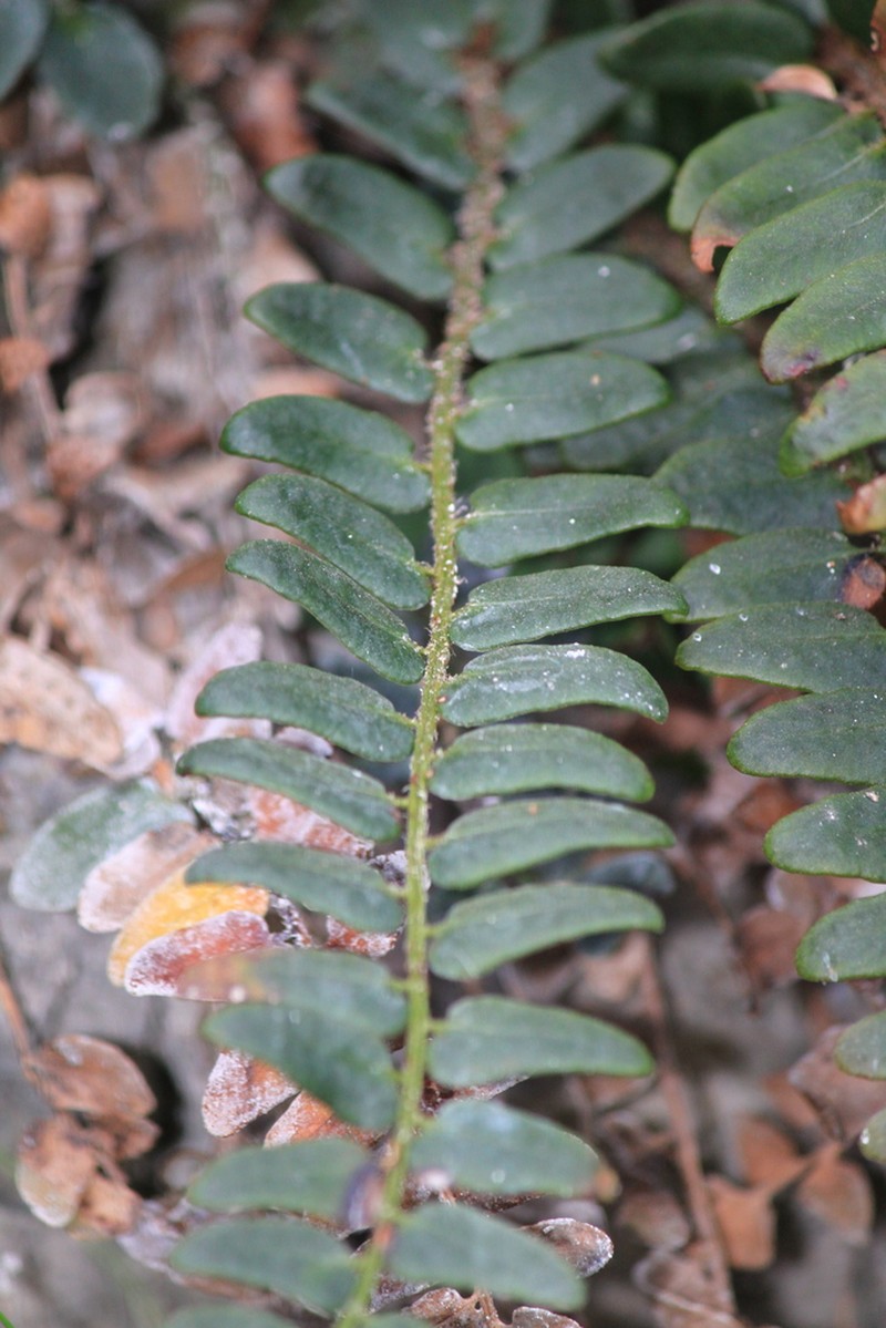 Cyrtomium nephrolepioides photo 2