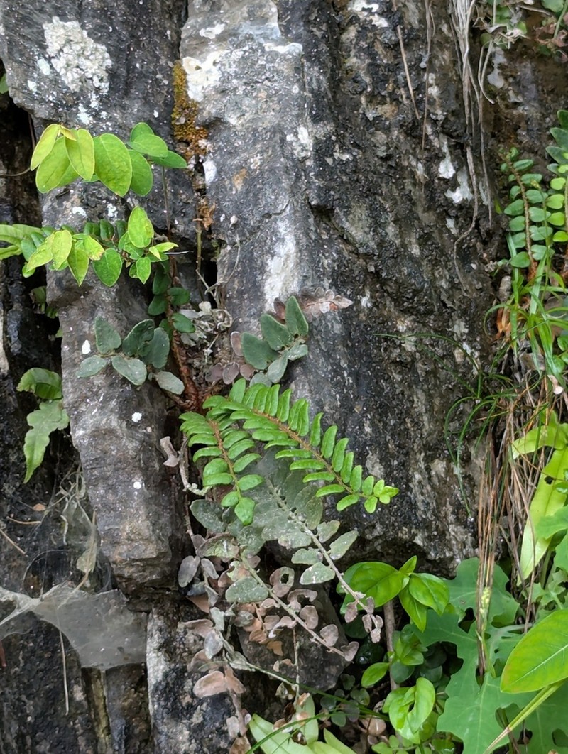 Cyrtomium nephrolepioides photo 3