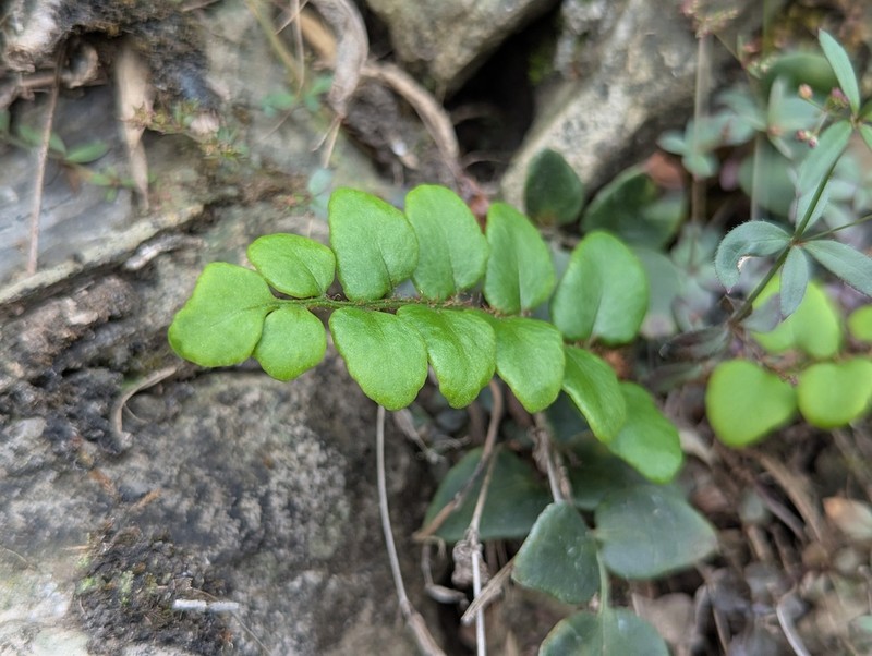 Cyrtomium nephrolepioides photo 4