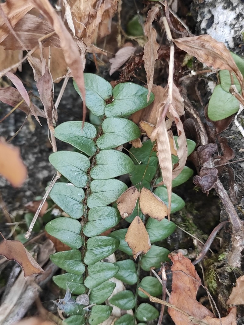 Cyrtomium nephrolepioides photo 5