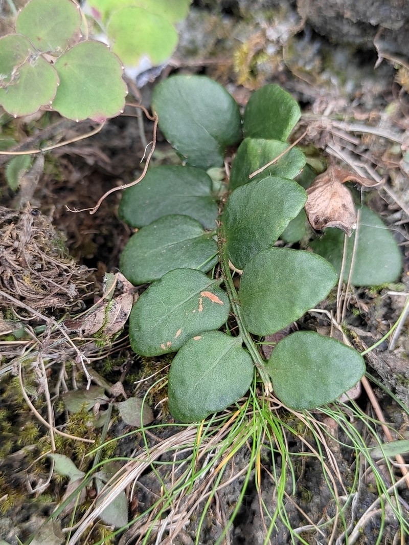 Cyrtomium nephrolepioides photo 6