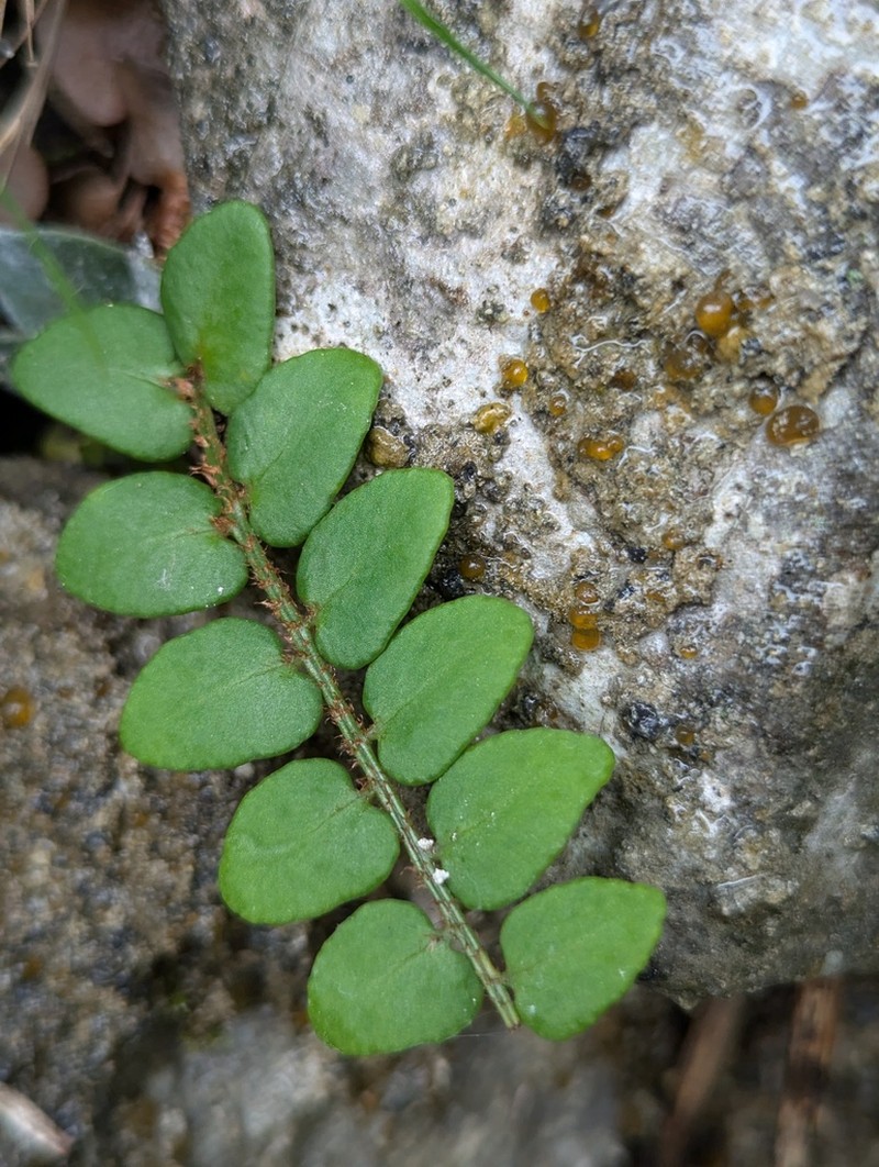 Cyrtomium nephrolepioides photo 7
