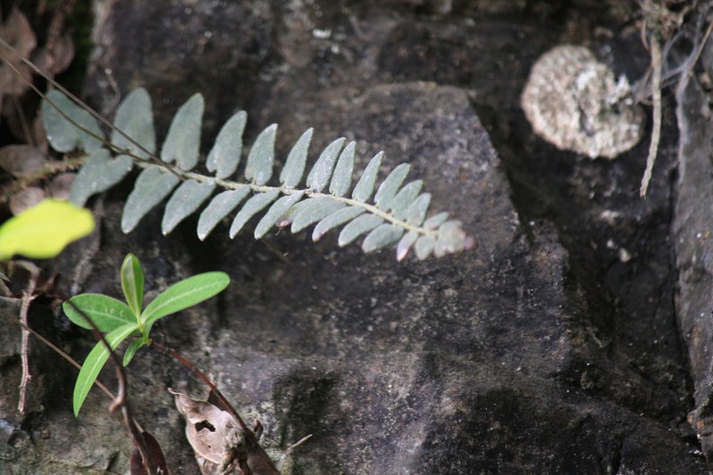 Cyrtomium nephrolepioides photo 8
