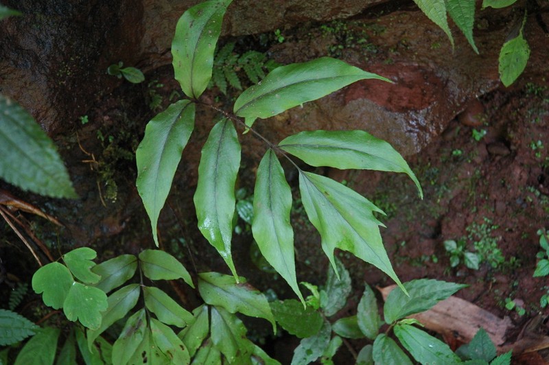 Cyrtomium omeiense photo 2