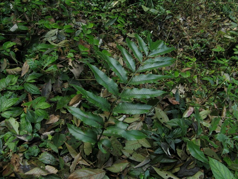 Cyrtomium omeiense photo 3