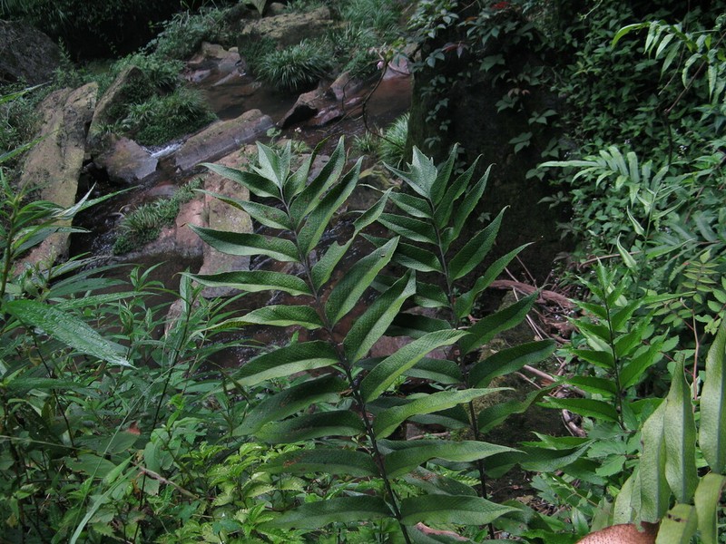 Cyrtomium omeiense photo 4
