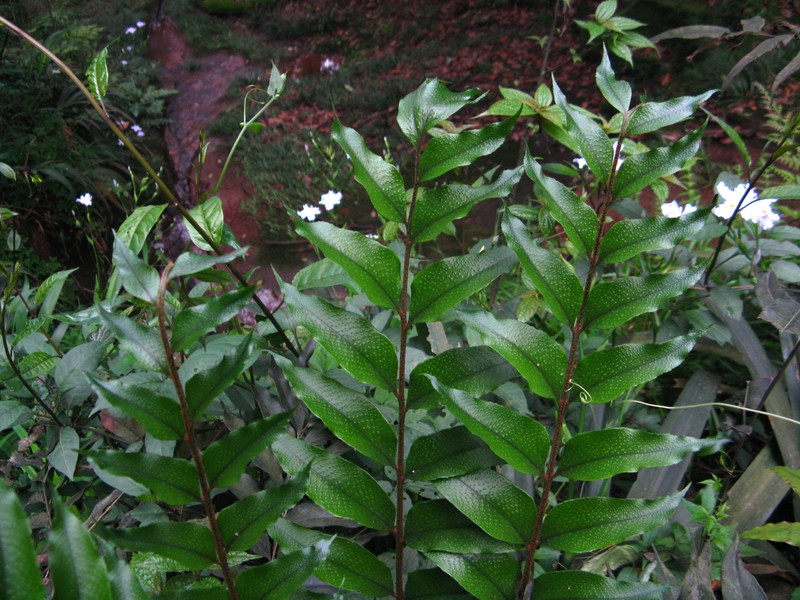 Cyrtomium omeiense photo 5