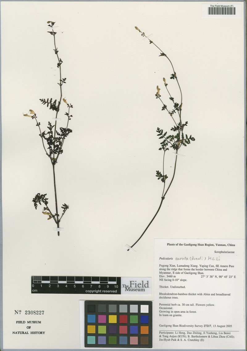 Cyrtomium omeiense photo 7