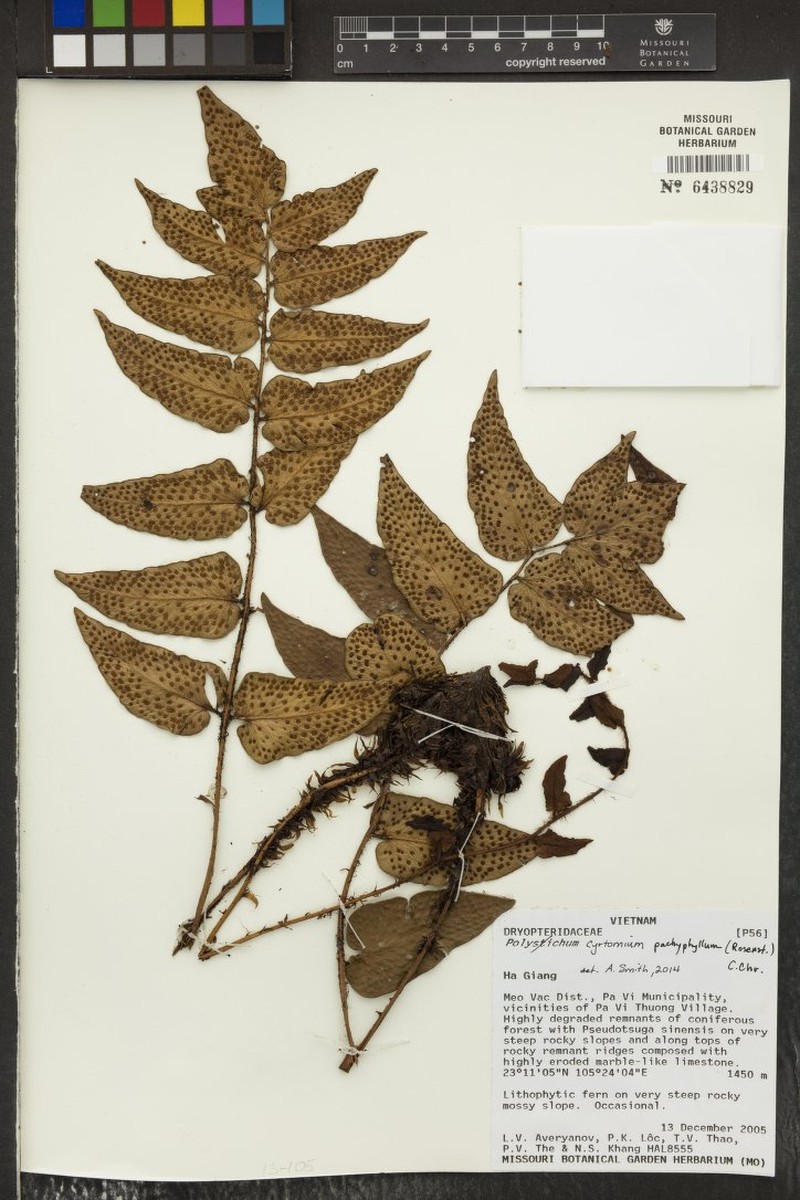 Cyrtomium pachyphyllum