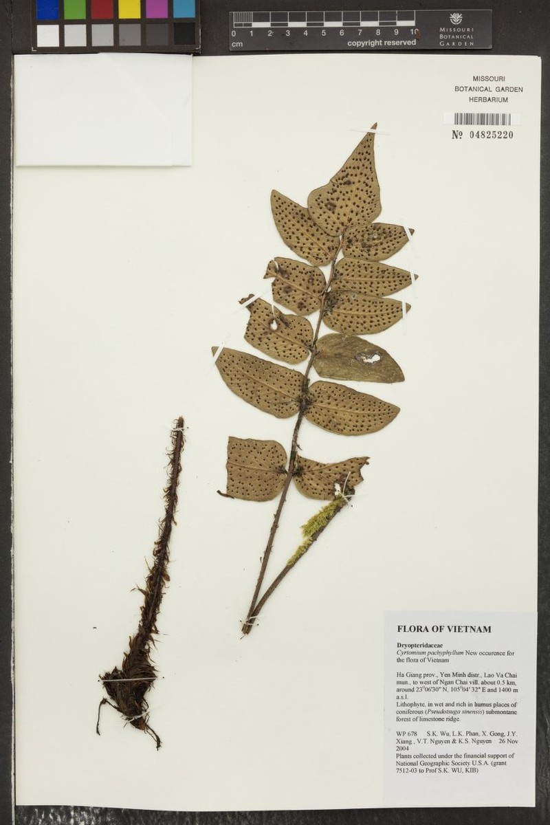 Cyrtomium pachyphyllum photo 2