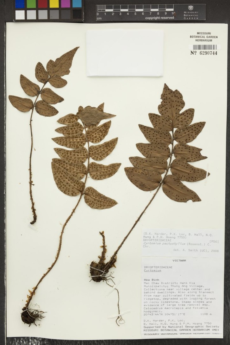 Cyrtomium pachyphyllum photo 3