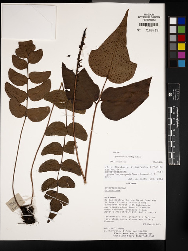 Cyrtomium pachyphyllum photo 4