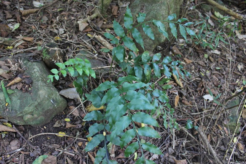 Cyrtomium pseudocaryotideum photo 2