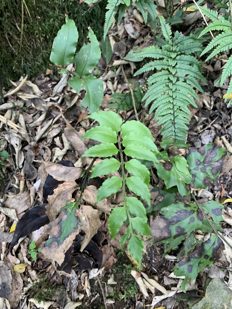 Cyrtomium pseudocaryotideum photo 4