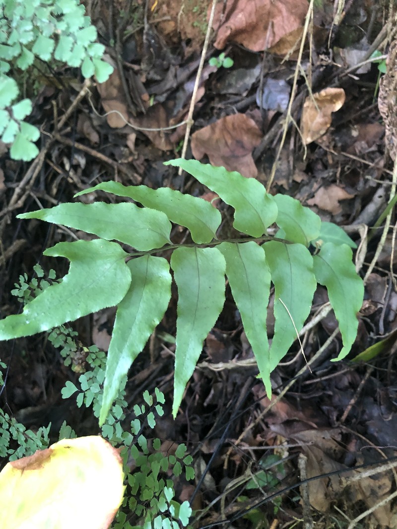 Cyrtomium pseudocaryotideum photo 5