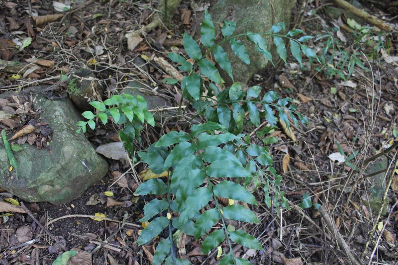 Cyrtomium pseudocaryotideum photo 6