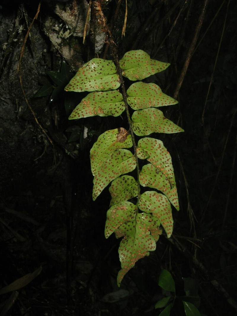 Cyrtomium shingianum