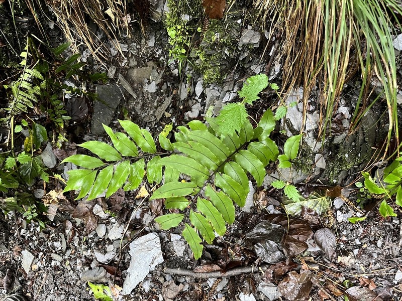 Cyrtomium simadae photo 2