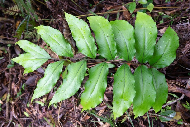 Cyrtomium simadae photo 3