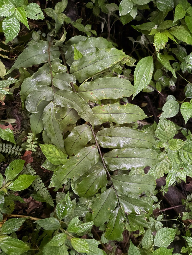 Cyrtomium simadae photo 4