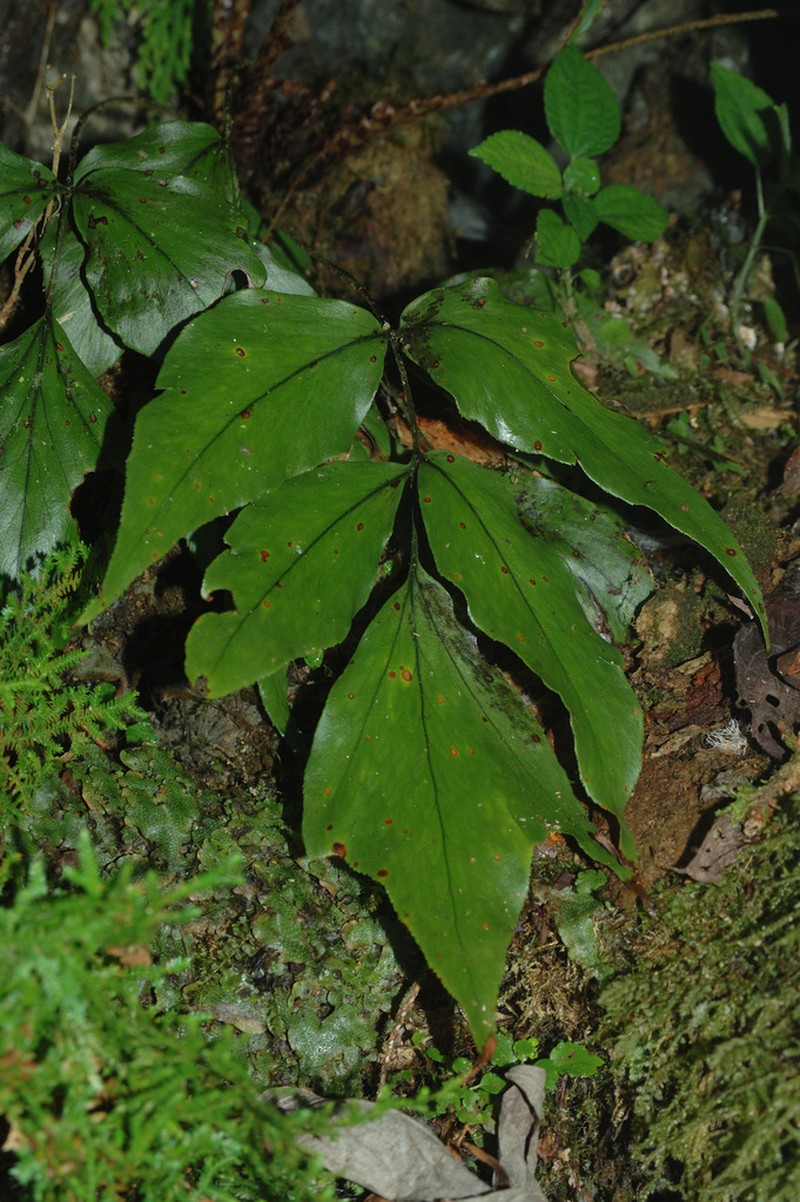 Cyrtomium simadae photo 6