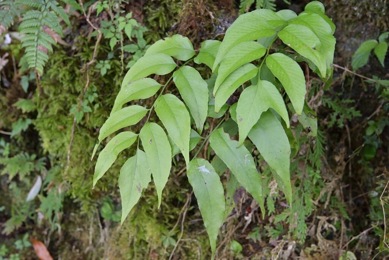 Cyrtomium taiwanianum