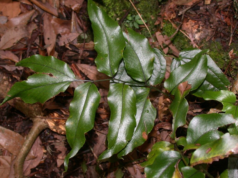 Cyrtomium taiwanianum photo 2