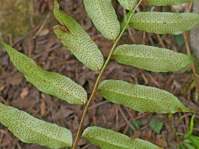 Cyrtomium taiwanianum photo 3