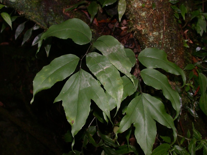 Cyrtomium taiwanianum photo 4