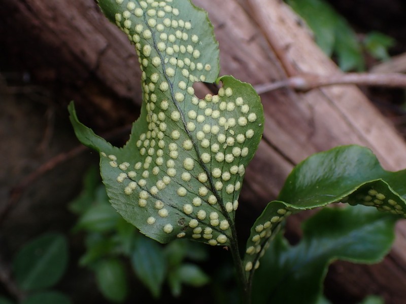 Cyrtomium taiwanianum photo 5