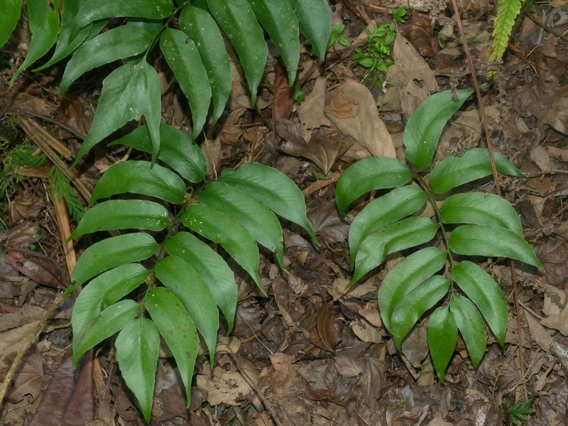 Cyrtomium taiwanianum photo 6