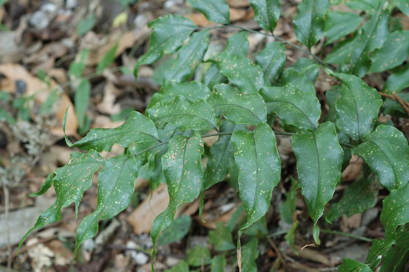 Cyrtomium taiwanianum photo 7