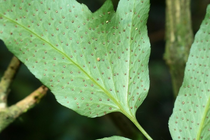 Cyrtomium taiwanianum photo 8