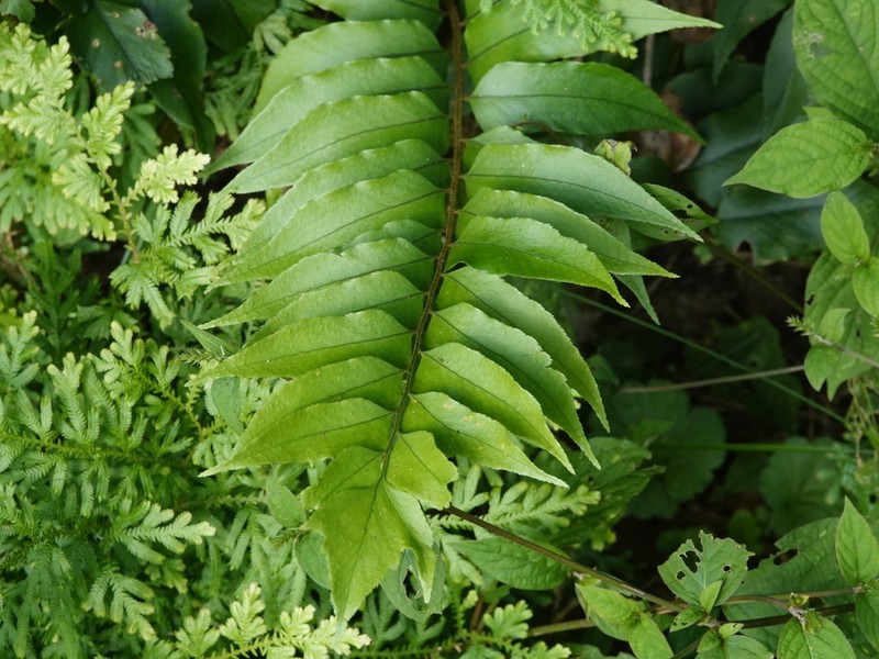 Cyrtomium yamamotoi