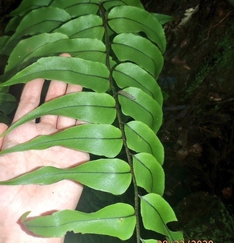 Cyrtomium yamamotoi photo 2