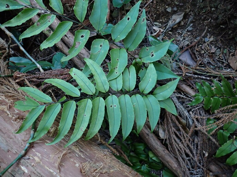 Cyrtomium yamamotoi photo 3