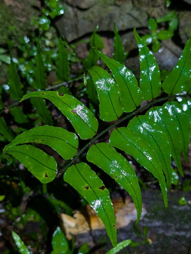 Cyrtomium yamamotoi photo 4