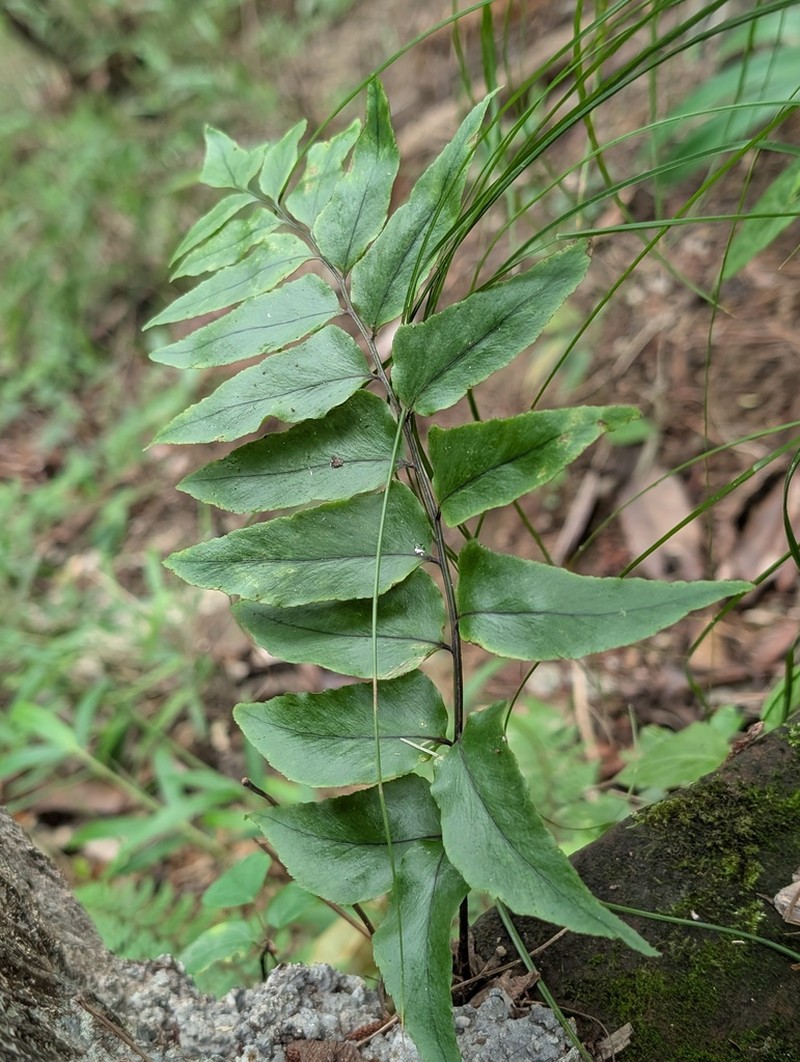 Cyrtomium yamamotoi photo 5
