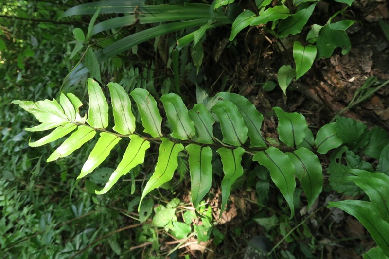 Cyrtomium yamamotoi photo 8