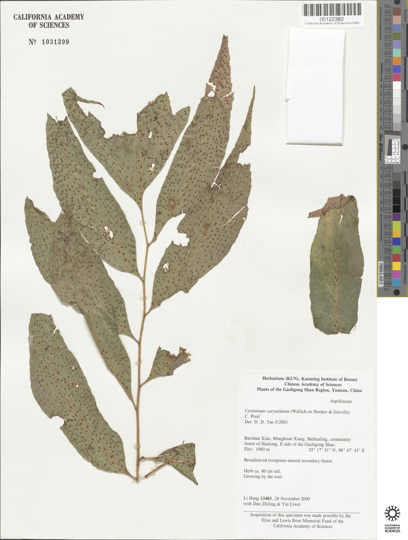 Cyrtomium yunnanense