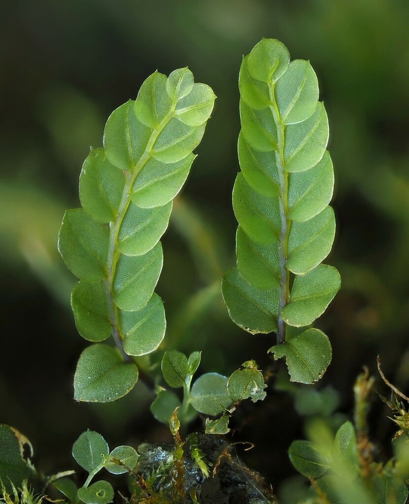 Cyrtomnium Moss