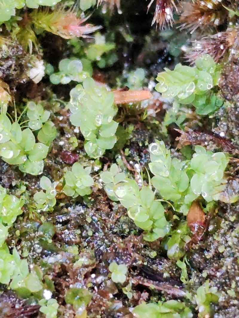 Cyrtomnium Moss photo 2
