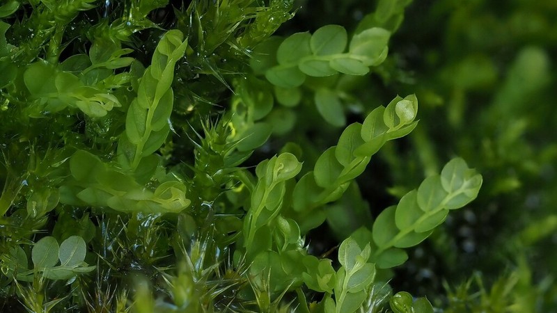 Cyrtomnium Moss photo 3