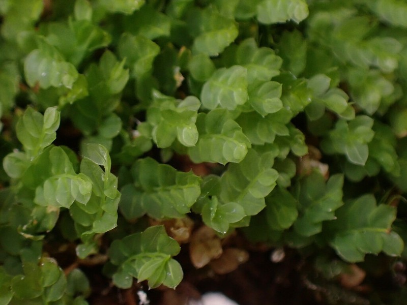 Cyrtomnium Moss photo 4