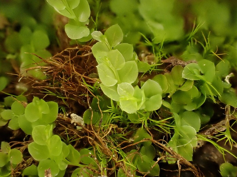 Cyrtomnium Moss photo 5