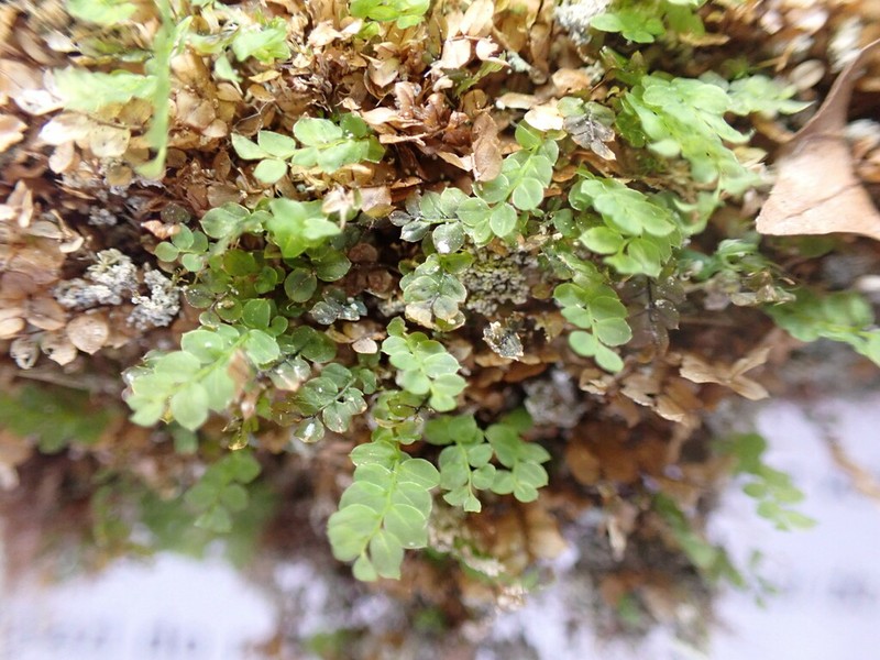 Cyrtomnium Moss photo 6