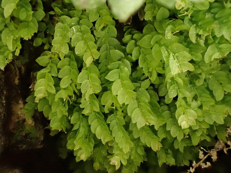 Cyrtomnium Moss photo 7