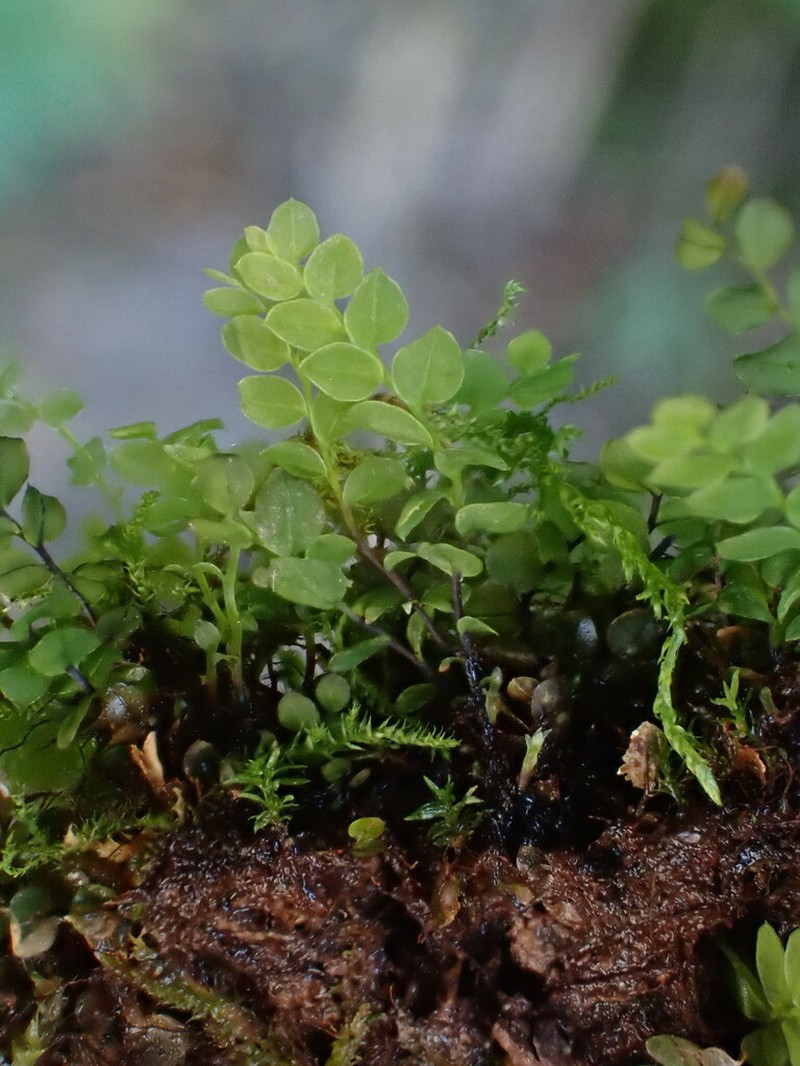 Cyrtomnium Moss photo 8